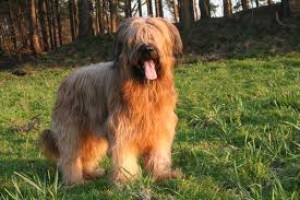 briard.jpg